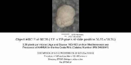 Globigerinoides ruber (d'Orbigny) - ZF7041-Globigerinoides-ruber_obj00018_plane000.jpg