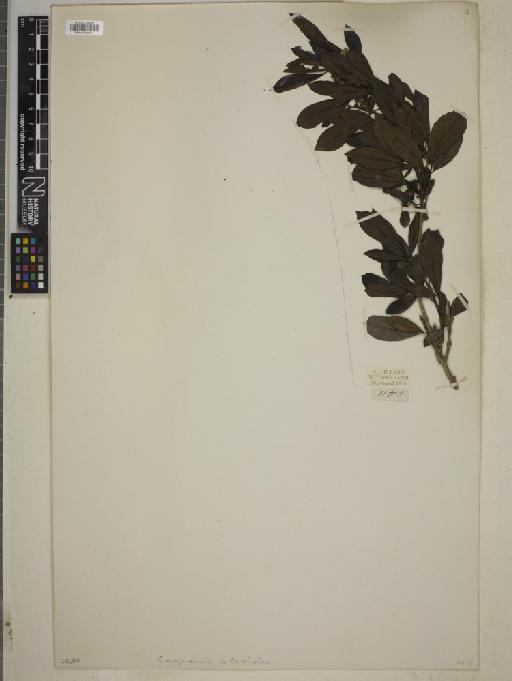 Capparis oleoides - BM010755161