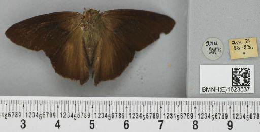 Hesperia hurama Butler, 1870 - Hesperia hurama Butler syntype 1623537 dorsal