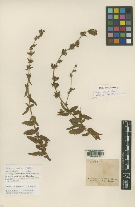 Melochia spicata (L.) Fryxell - BM000630198