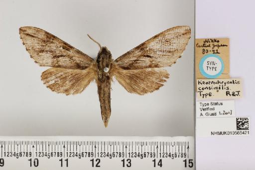 Kentrochrysalis consimilis Rothschild & Jordan, 1903 - NHMUK_010588421_Kentochrysalis_consimilis_R&J_ST_dorsal_and_labels.JPG