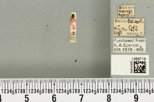 Phytomyza abdominalis Zetterstedt, 1848 - BMNHE_1486718_52969