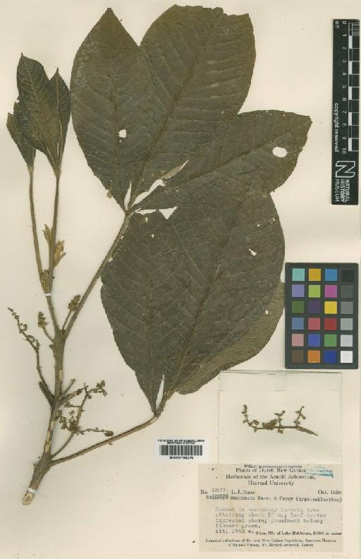 Melicope mucronata Merr. & L.M.Perry - BM000798076