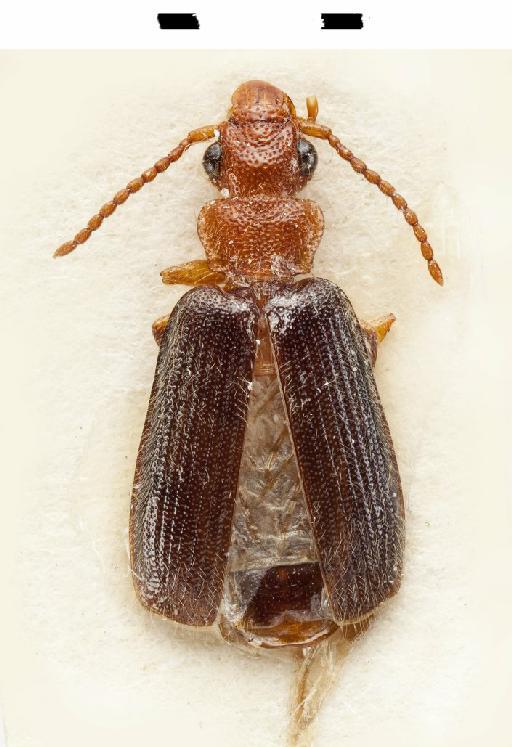 Macrocheilus bicolor Andrewes, 1920 - BMNH#989605_Macrocheilus bicolor_1