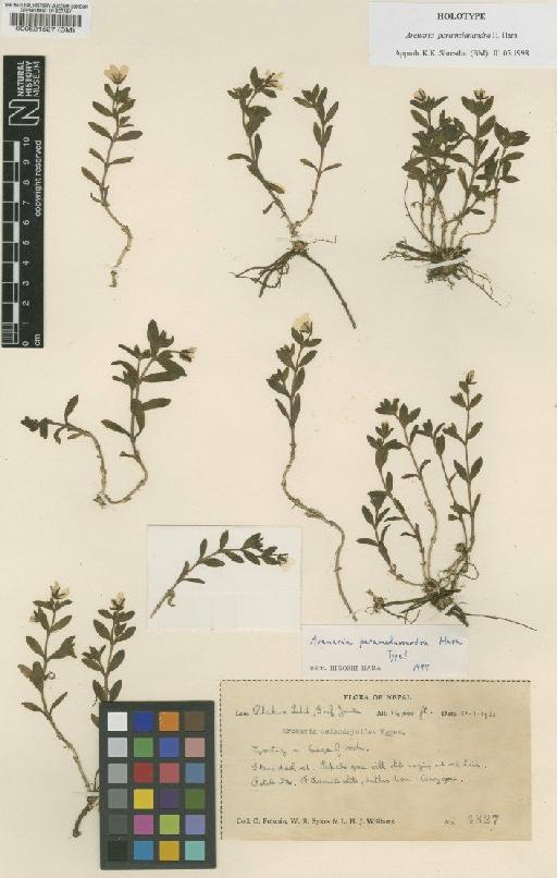 Arenaria paramelanandra H.Hara - BM000521527