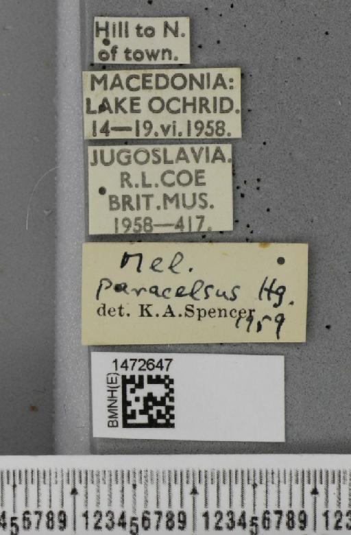 Ophiomyia orbiculata (Hendel, 1931) - BMNHE_1472647_label_60396