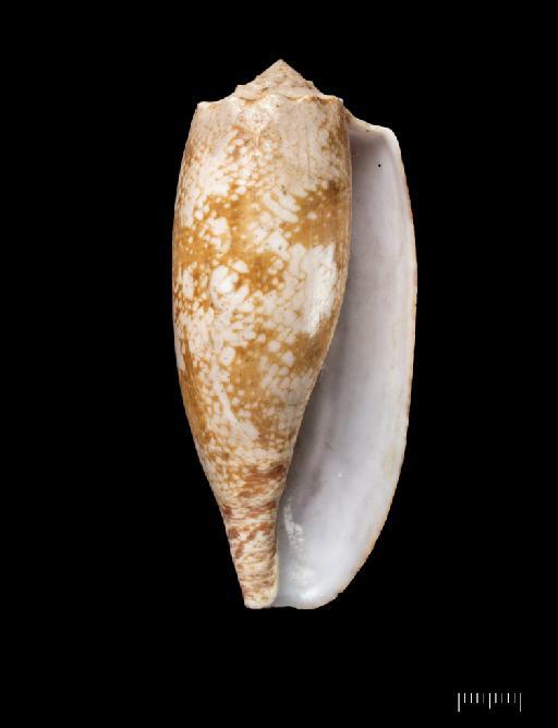 Conus geographus Linnaeus, 1758 - 20191207a