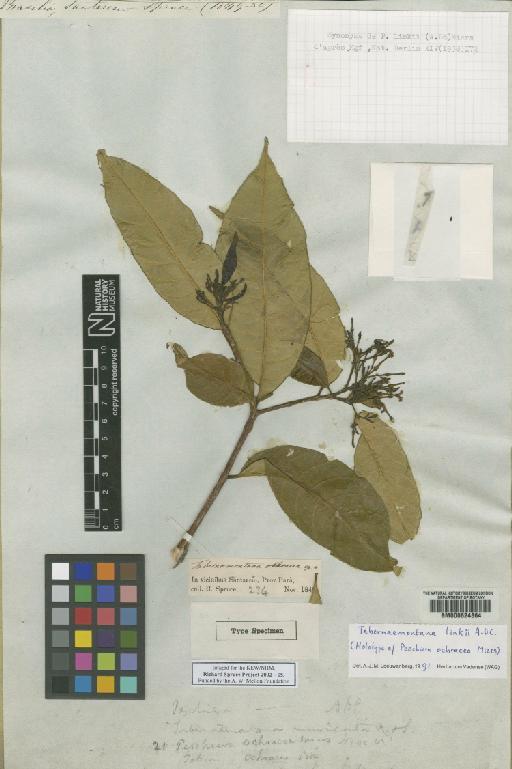 Tabernaemontana ochracea Benth. ex Müll.Arg. - BM000624864