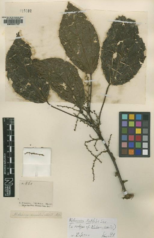 Alchornea latifolia Sw. - BM000617187