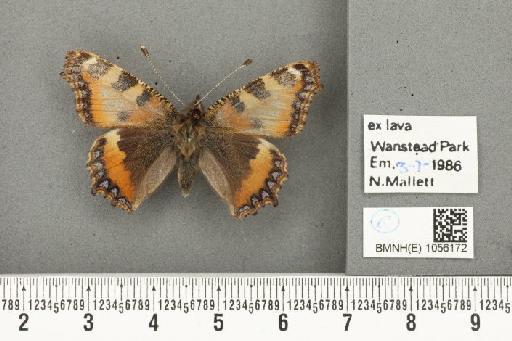 Aglais urticae ab. salmonicolor Raynor, 1906 - BMNHE_1056172_45623