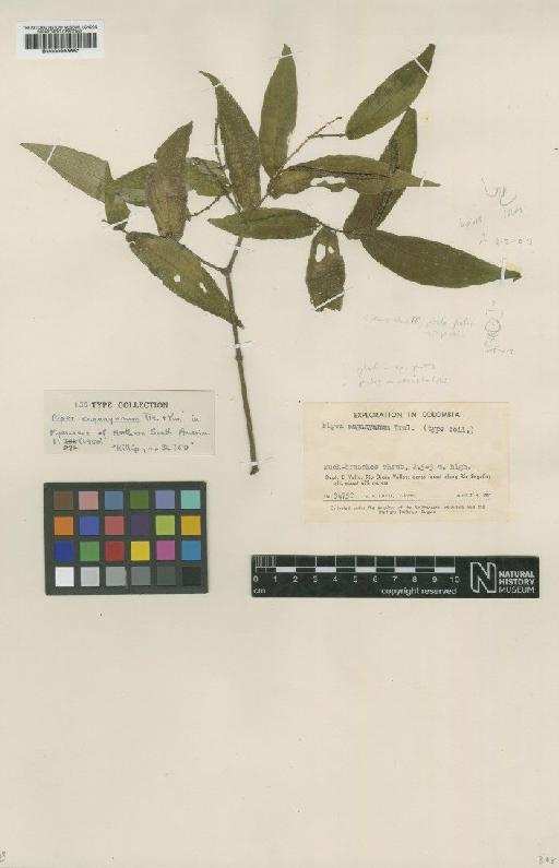 Piper enganyanum Trel. & Yunck. - BM000993690