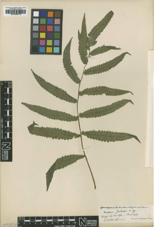 Goniopteris goeldii (C.Chr.) Brade - BM000937772