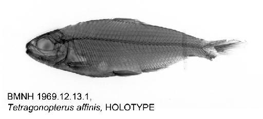 Tetragonopterus affinis Günther, 1864 - BMNH 1969.12.13.1, Tetragonopterus affinis, HOLOTYPE, radiograph