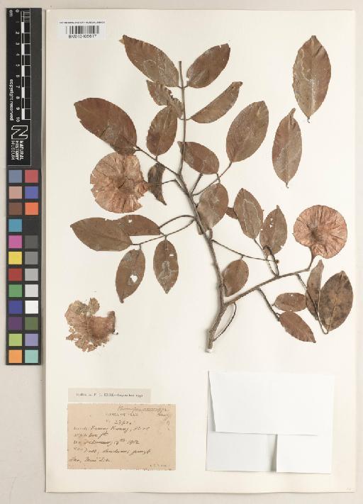 Pterocarpus macrocarpus Kurz - BM013406617