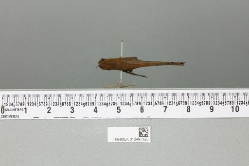 Xiphicera gallinacea (Fabricius, 1793) - 012497328_reverse