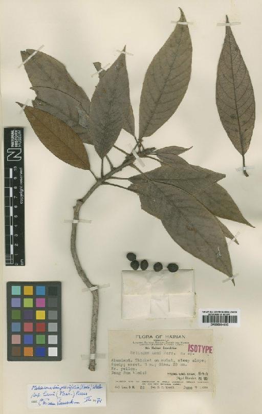 Meliosma simplicifolia subsp. laui (Merr.) Beusekom - BM000884335