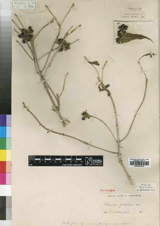 Pavetta globularis Bremek - BM000903443