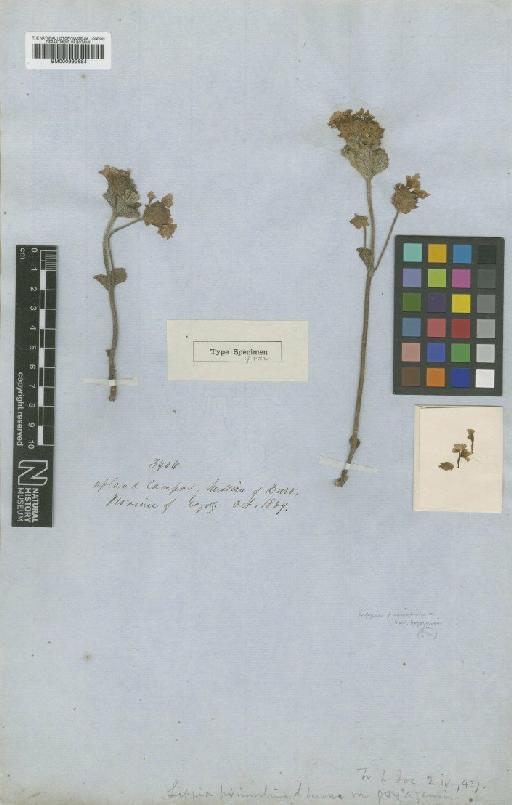 Lippia primulina var. goyazensis S.Moore - BM000992684