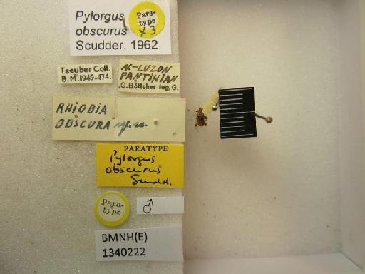 Pylorgus obscurus Scudder, 1962 - Pylorgus obscurus-BMNH(E)1340222-Paratype male dorsal & labels 1