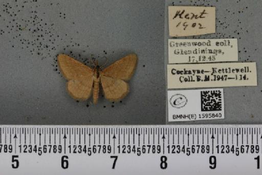 Idaea ochrata (Scopoli, 1763) - BMNHE_1595840_261039