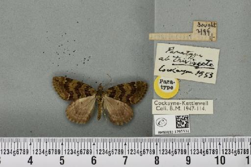 Chloroclysta siterata ab. trivirgata Cockayne, 1953 - BMNHE_1765532_a_346795