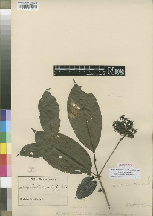 Tarenna lasiorhachis (K.Schum. & K.Krause) Bremek - BM000528339