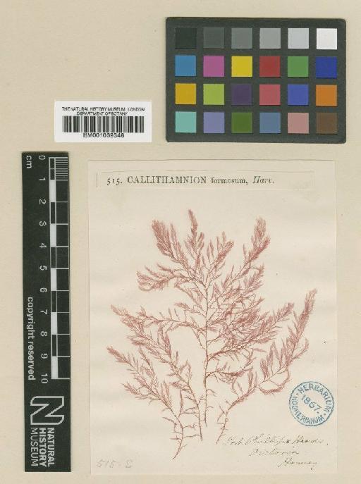 Hirsutithallia formosa (Harv.) E.M.Woll. & Womersley - BM001039348