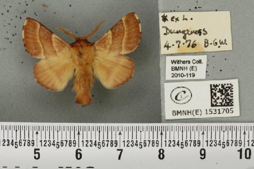 Malacosoma neustria (Linnaeus, 1758) - BMNHE_1531705_259960