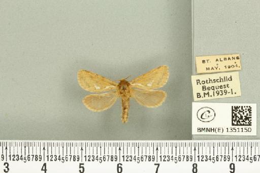 Korscheltellus lupulina ab. dacicus Caradja, 1893 - BMNHE_1351150_186263