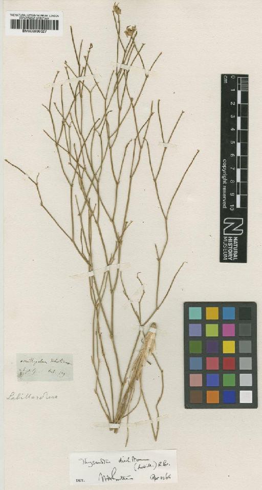 Thysanotus dichotomus (Labill.) R.Br. - BM000990627