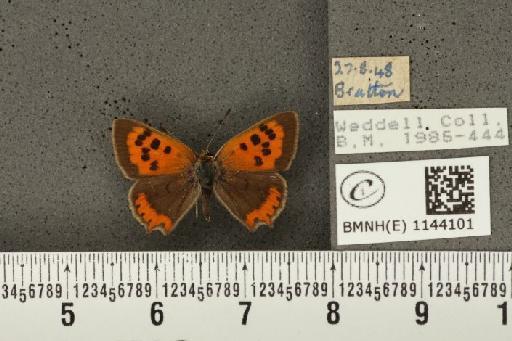 Lycaena phlaeas eleus ab. minor Tutt, 1906 - BMNHE_1144101_109215