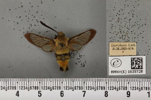 Hemaris tityus (Linnaeus, 1758) - BMNHE_1635728_205390