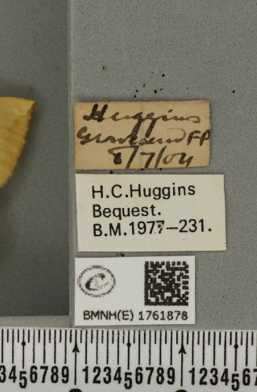 Gandaritis pyraliata (Denis & Schiffermüller, 1775) - BMNHE_1761878_label_345428