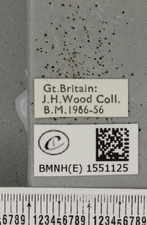 Polyploca ridens (Fabricius, 1787) - BMNHE_1551125_label_238446