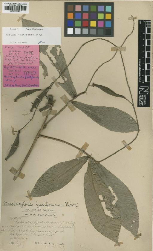 Barringtonia fusiformis King - BM000944257