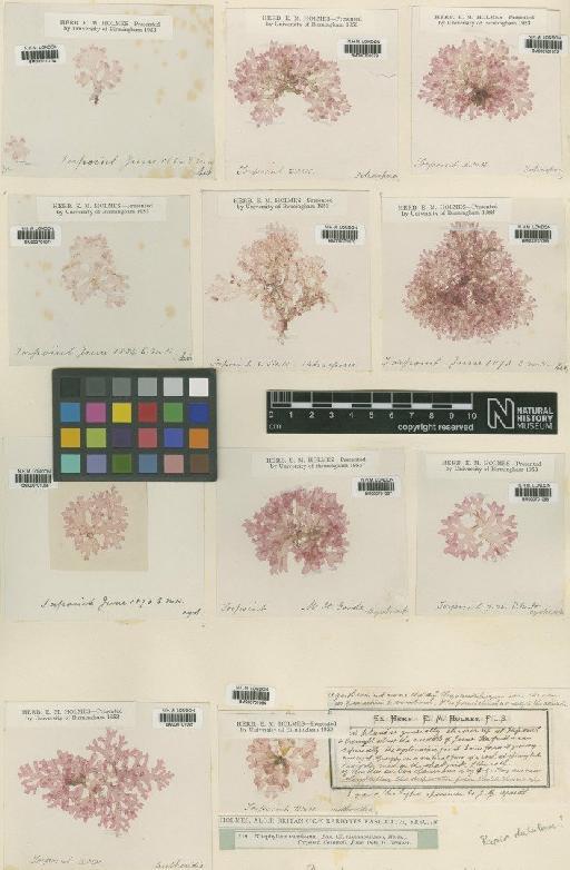 Radicilingua thysanorhizans (Holmes) Papenf. - BM000701073