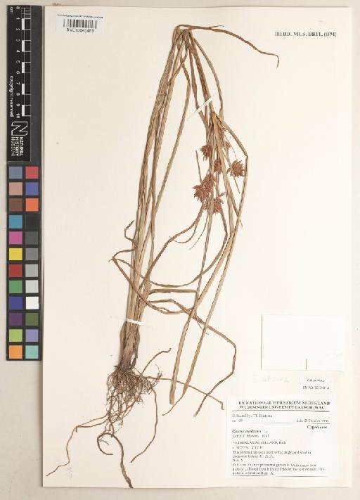 Cyperus esculentus L. - 013848485