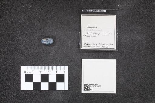 Pycnodus Agassiz, 1835 - 010027008_L010041376