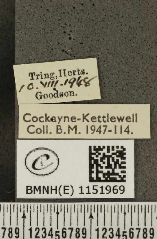 Lysandra coridon ab. apicoextensa Bright & Leeds, 1938 - BMNHE_1151969_label_103115