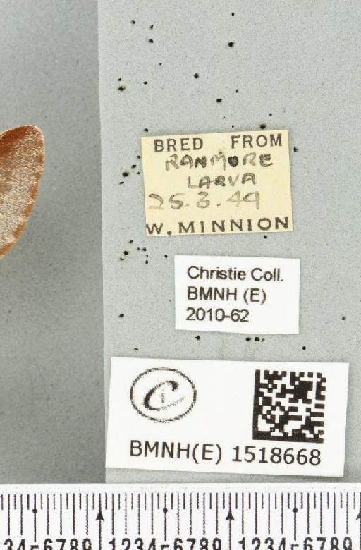 Eriogaster lanestris (Linnaeus, 1758) - BMNHE_1518668_label_191924