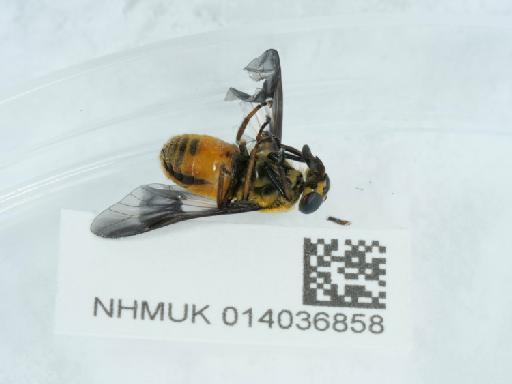 Chrysops viduatus (Fabricius, 1794) - 014036858_2