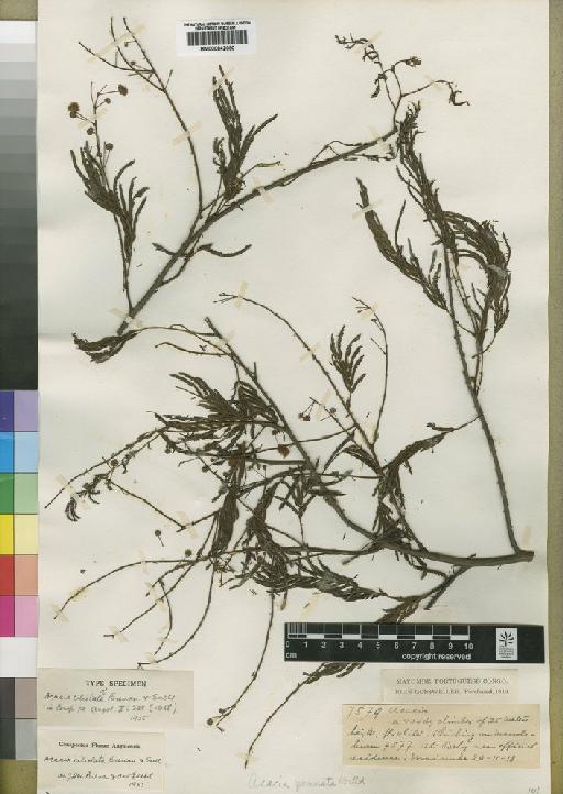 Acacia ciliolata Brenan & Exell - BM000842050