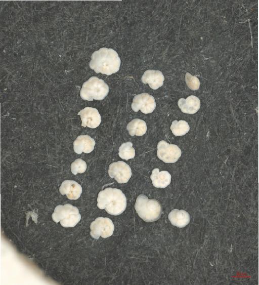 Globorotalia menardii miocenica - PF71293