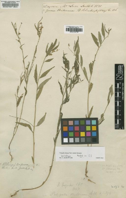 Polygala violacea Aubl. - BM001006189