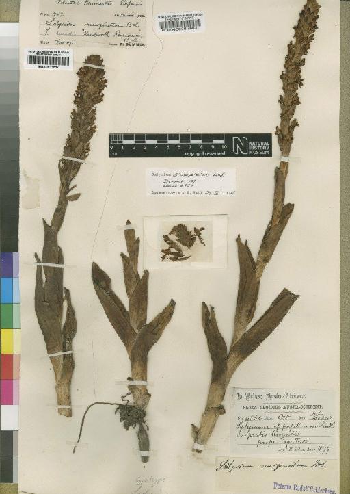 Satyrium stenopetalum subsp. brevicalcaratum (Bolus) A.V.Hall - BM000046638