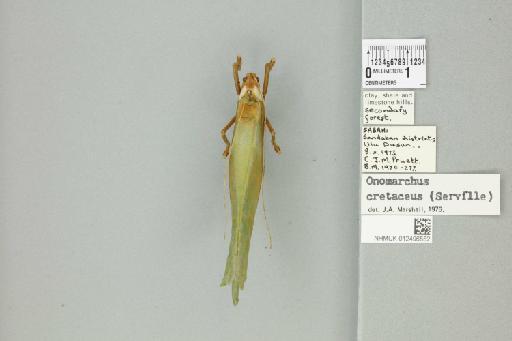 Onomarchus cretaceus (Serville, 1838) - 012496552_73602_93432