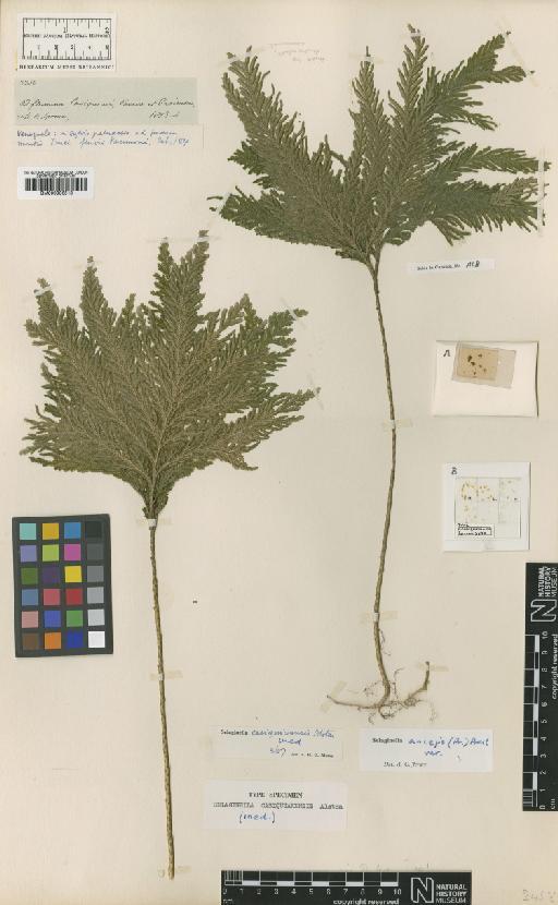 Selaginella anceps (C.Presl) C.Presl - BM000936518