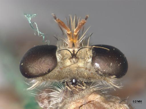 Anypodetus unicolor Oldroyd, 1974 - 013445840_dorsal_head