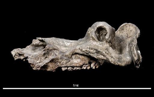 Hippopotamus gorgops - NMHUK PV M 14951 Hippo Skull from Olduvai Gorge_1