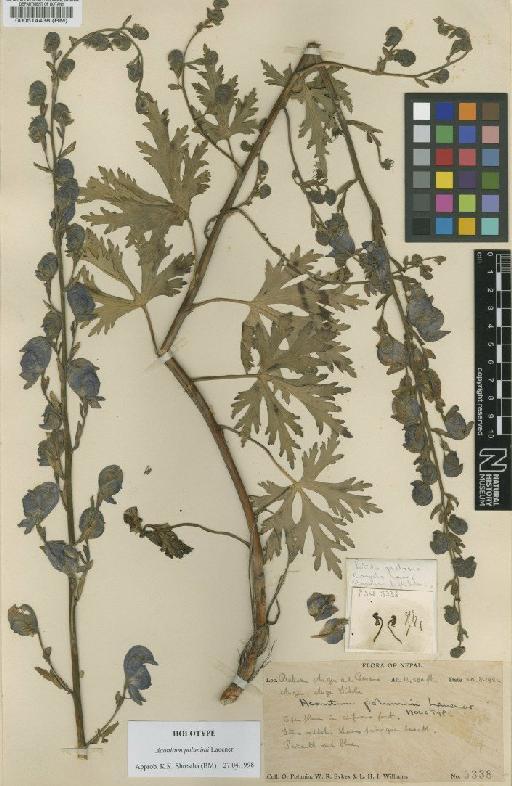 Aconitum poluninii Lauener - BM000514438